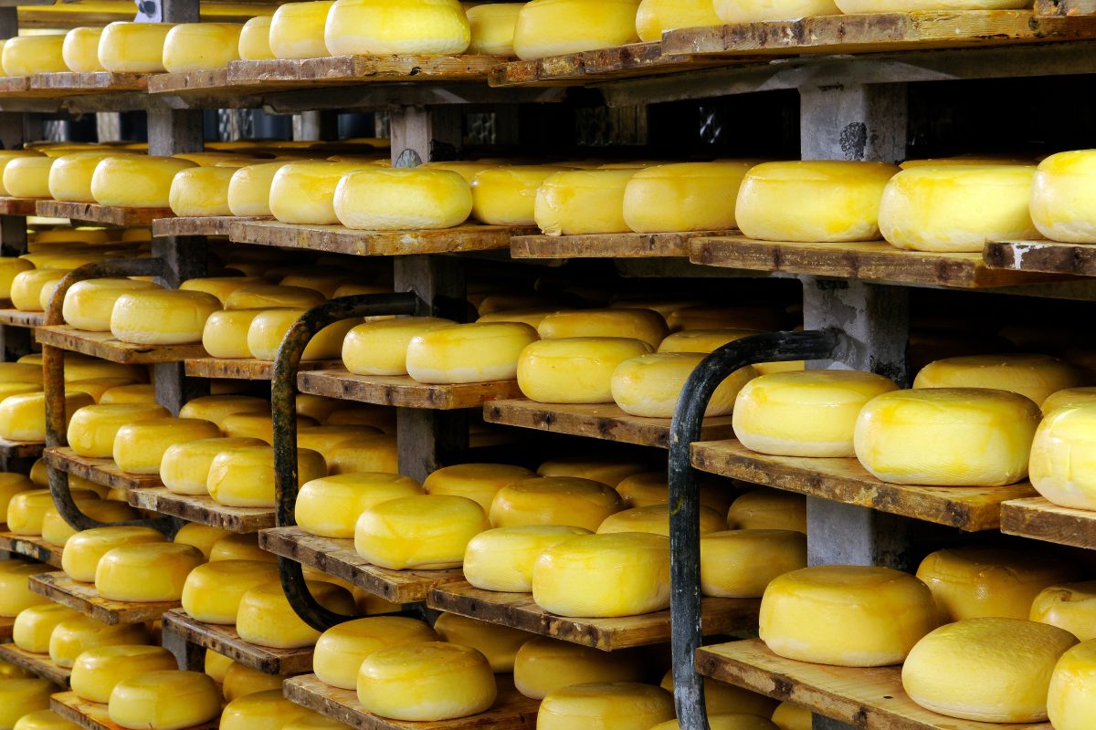 Enkele tientallen bollen kaas liggen te rijpen op houten planken
