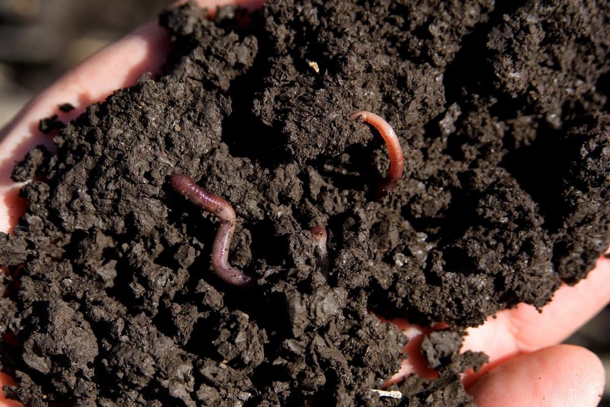 Een handvol bodem met een regenworm