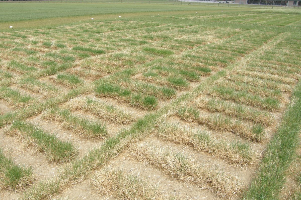 Small plots of different grass breeds under dry conditions. Some are completely dried up, others rather green.