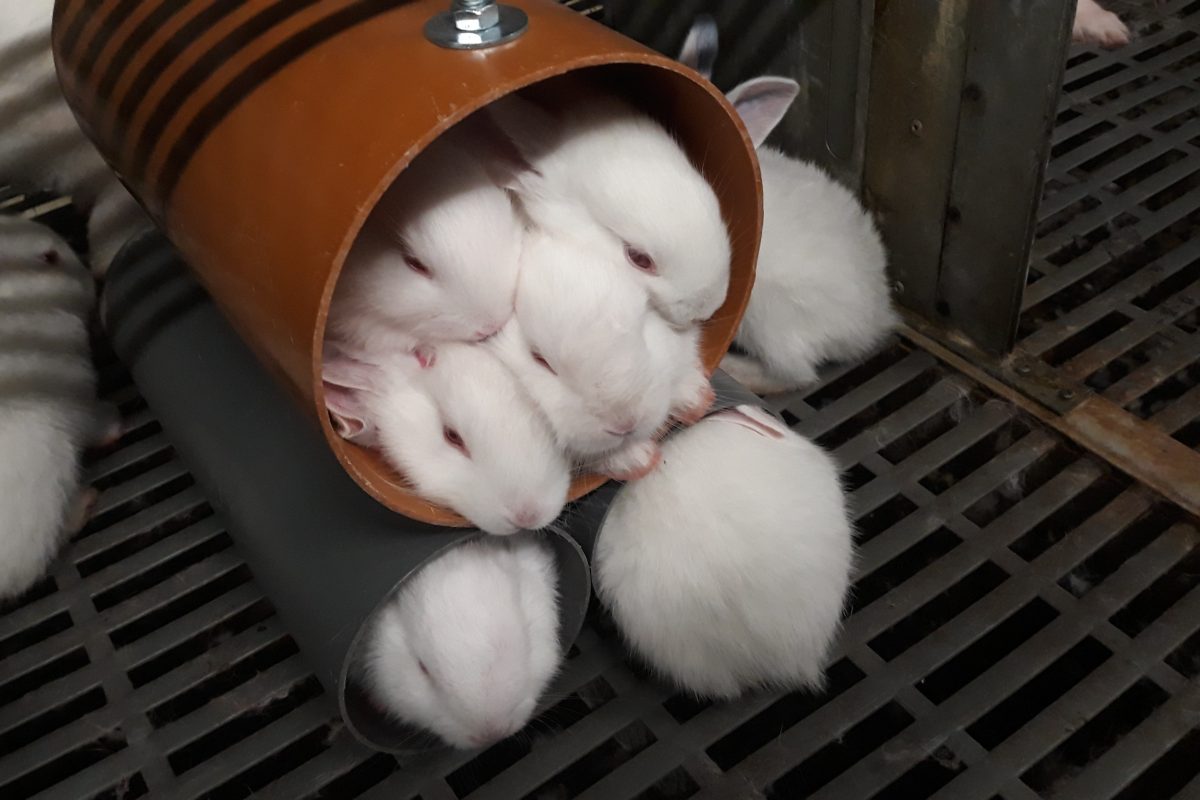 small rabbits in a tube