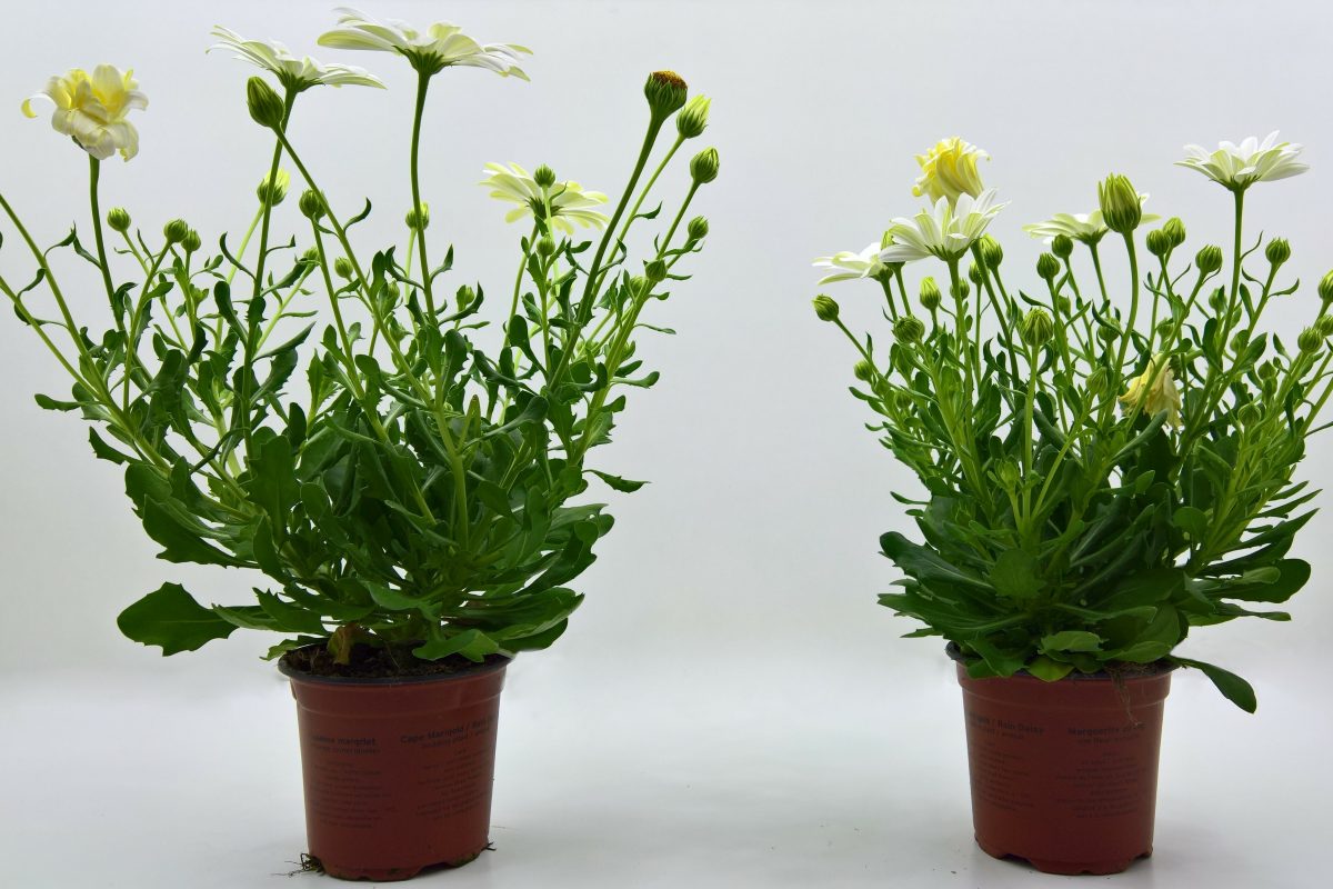Twee potten met Osteospermum, groene bladeren en witte bloemen. De rechtse plant is duidelijk compacter.