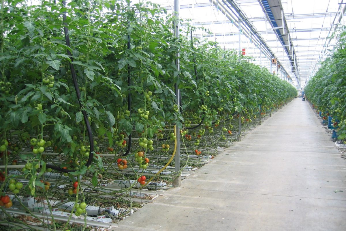 Teelt van tomaten in een serre