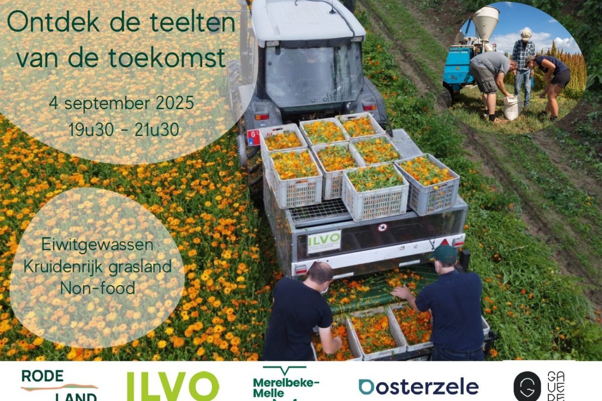 oogst van goudsbloem