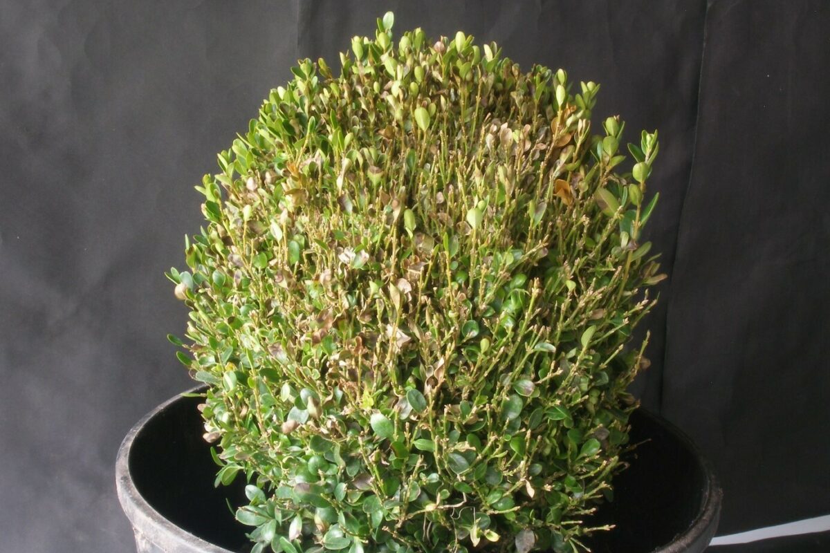 Damaged boxwood plant in a gray pot