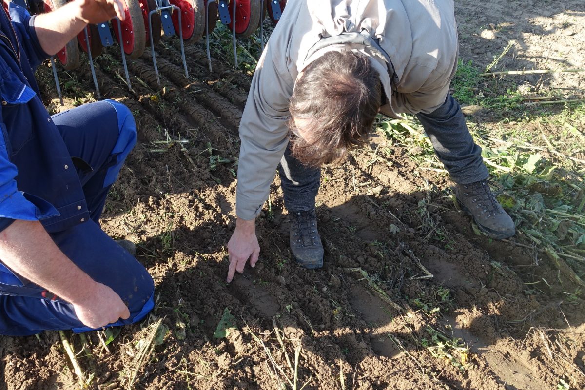 Mannen inspecteren agro-ecologisch veld in Hansbeke_bodem is niet-kerend bewerkt