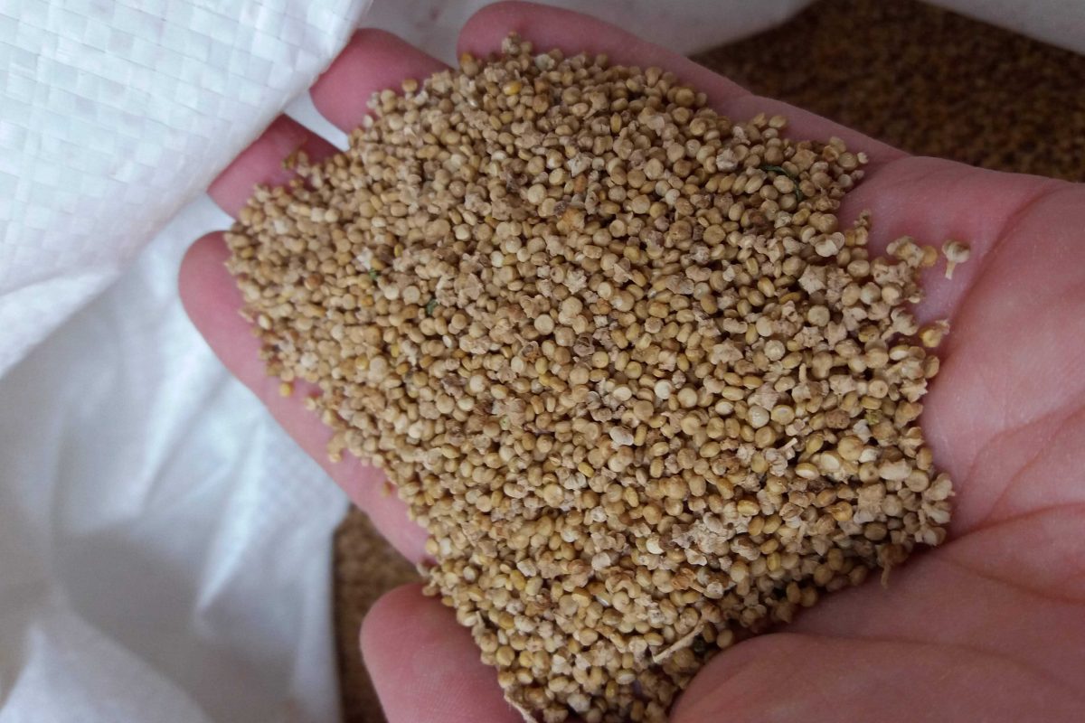 Handvol quinoa