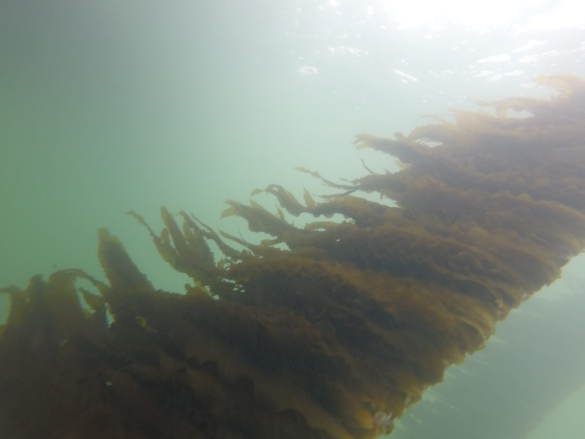 Seaweed growing on a rope