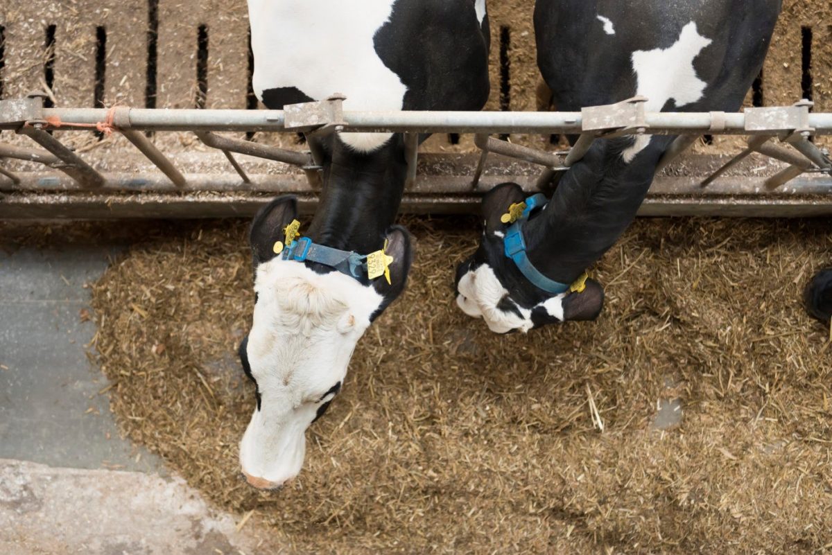 Cows eating roughage