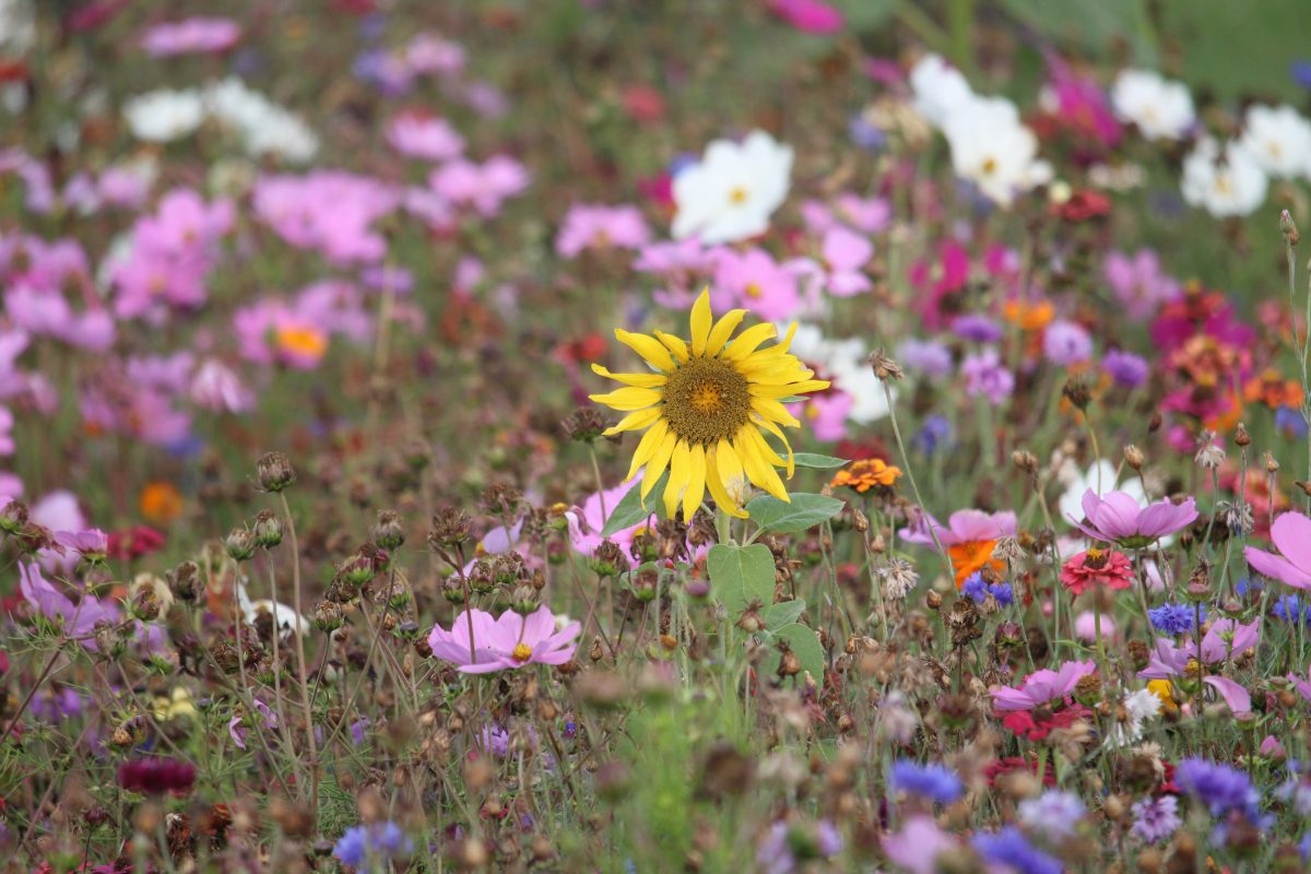 Flowering border