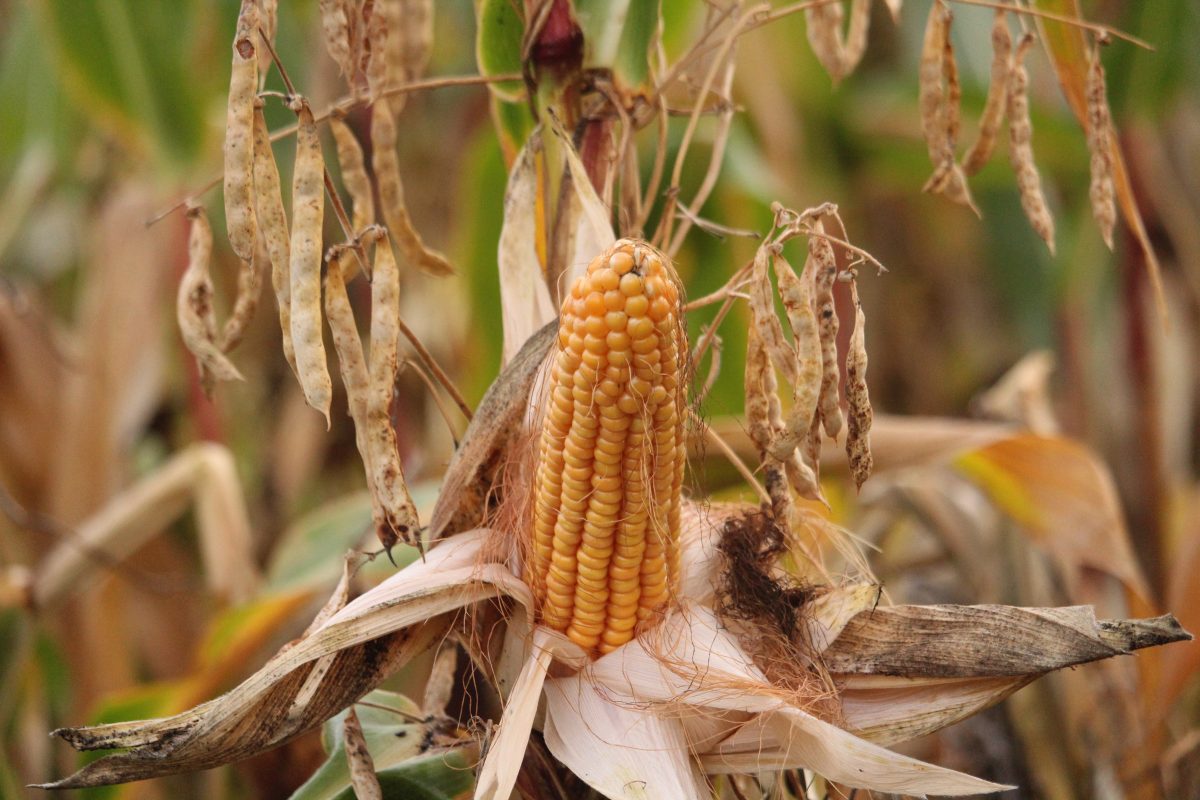 maize beans