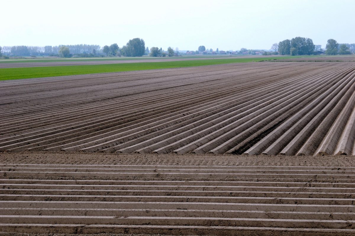 Ploughed field