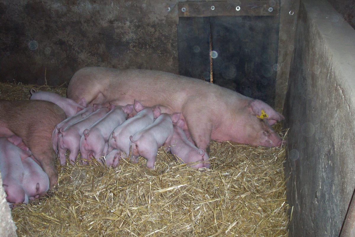 pigs free narrowing