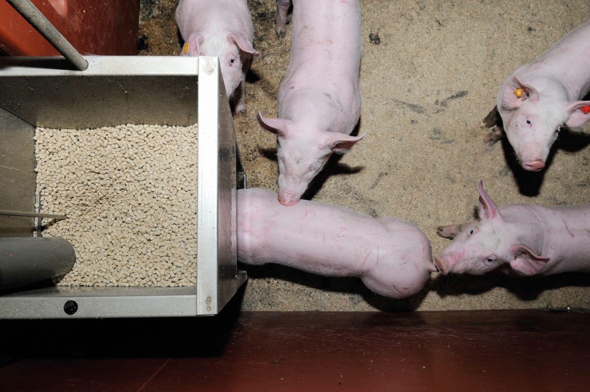 Weaner pigs spilling feed from a feeder
