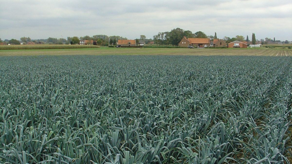 Field of leeks