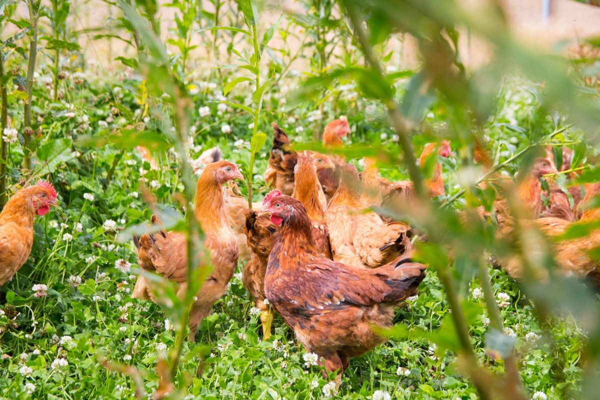 Kippen in vrije uitloop, tussen groene planten