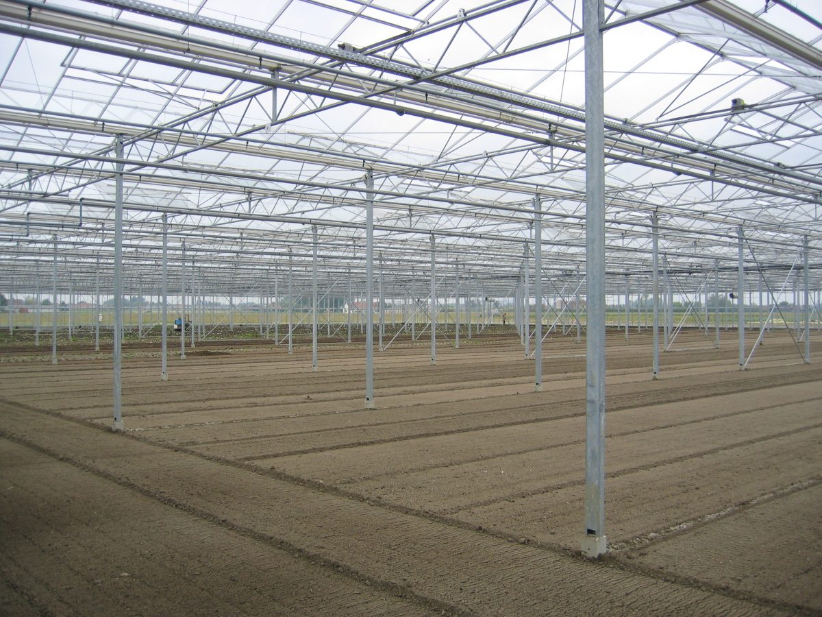 greenhouse lettuce cultivation