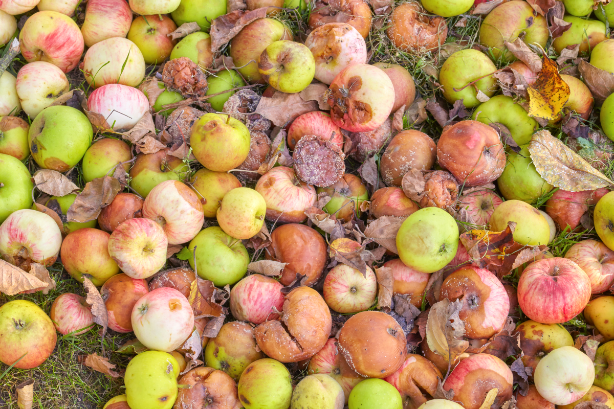 Voedselverspilling appels
