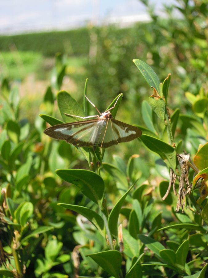 Moth with transparent wings with black edge on a boxwood plant