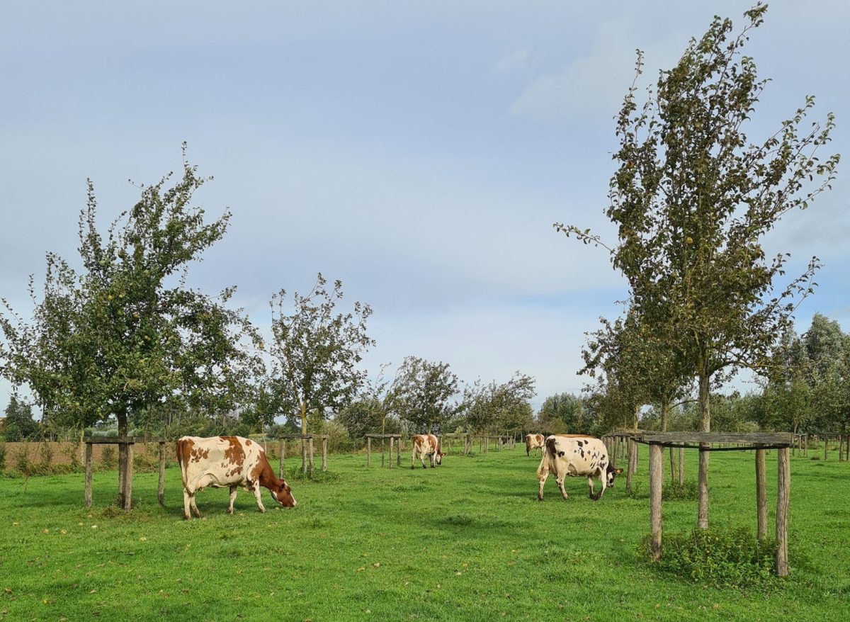 cows agroforestry