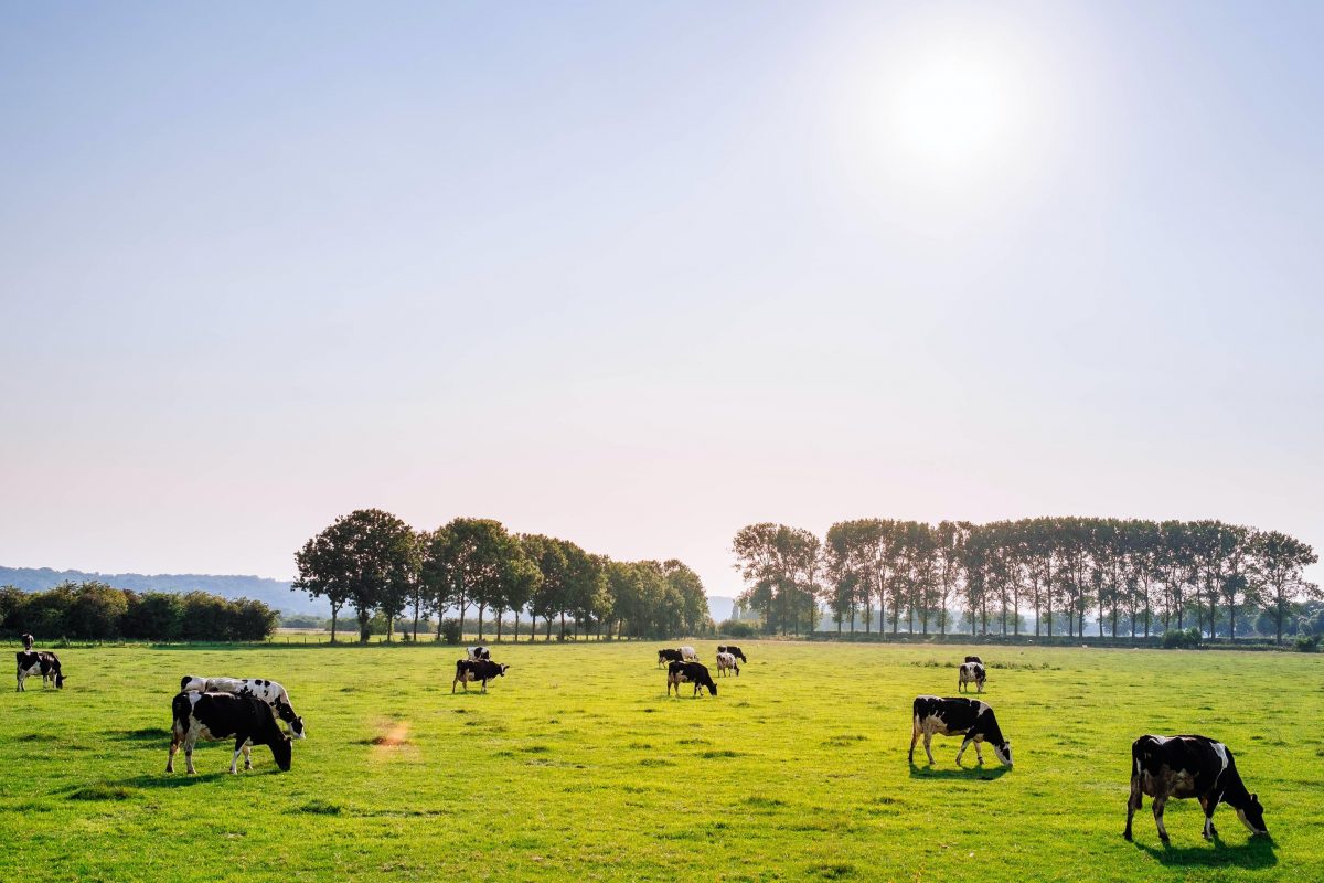 cows grazing