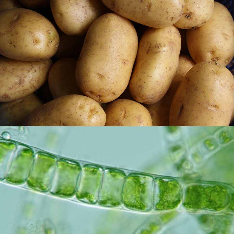 aardappel en micro-alg