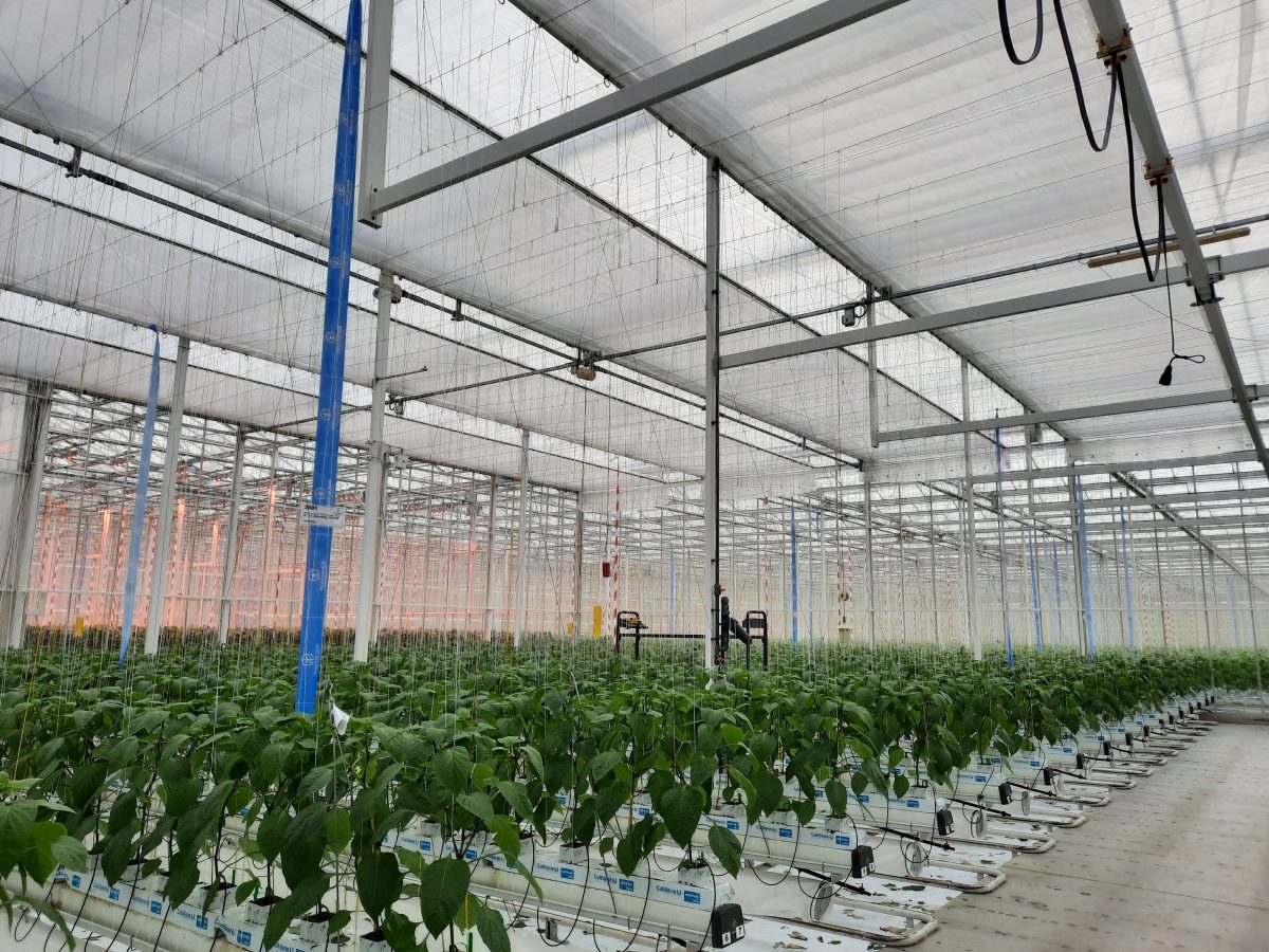 paprika greenhouse