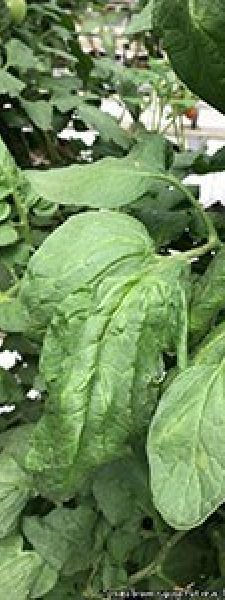Rugose on leaf