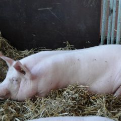 adult pig lying in straw