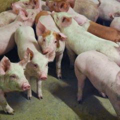 groep jonge varkens in de stal