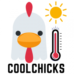logo for COOLCHICKS project with a cartoon chicken next to a picture of the sun and a thermometer