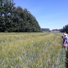 Alley cropping agroforestry