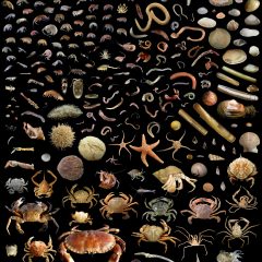collection of images of benthic organisms
