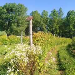 foto van een voedselbos met bomen, gewassen en bloemen
