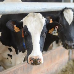 Dairy cattle eating roughage