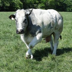 Belgian blue
