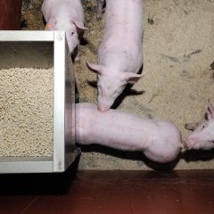 Varkens met voeder