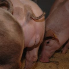 Varken met zichtbare testikels