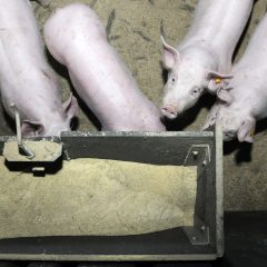 Varkens met voeder