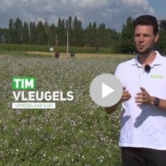 Tim Vleugels explains fodder radish nematode resistance