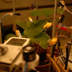 plant hooked up to sensors