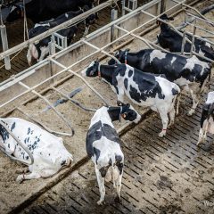 Dairy cows D68 - (c) Wouter De Laender