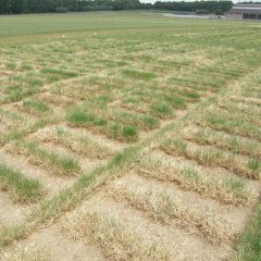 Small plots of different grass breeds under dry conditions. Some are completely dried up, others rather green.