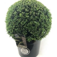 holly that looks like boxwood in a pot
