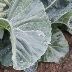 symptoms of drought on cabbage