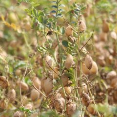 chickpea on the plant
