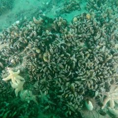 Mosselbank met een honderdtal mossels op de zeebodem met een tiental zeesterren.