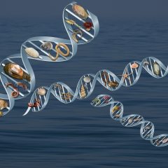Grafische tekening van DNA-strengen met verschillende zee-organismen
