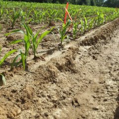 Akker met jonge maïsplantjes met erosiegeulen