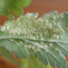 Onderkant van het blad van een chrysant, met viltige witte stippen. Die worden veroorzaakt door de plantenziekte Japanse roest