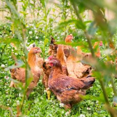 Kippen in vrije uitloop, tussen groene planten